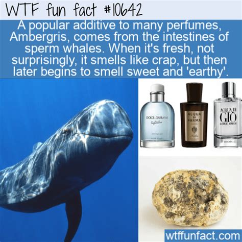 chanel for men perfume with whale poop|sperm whale poop perfume.